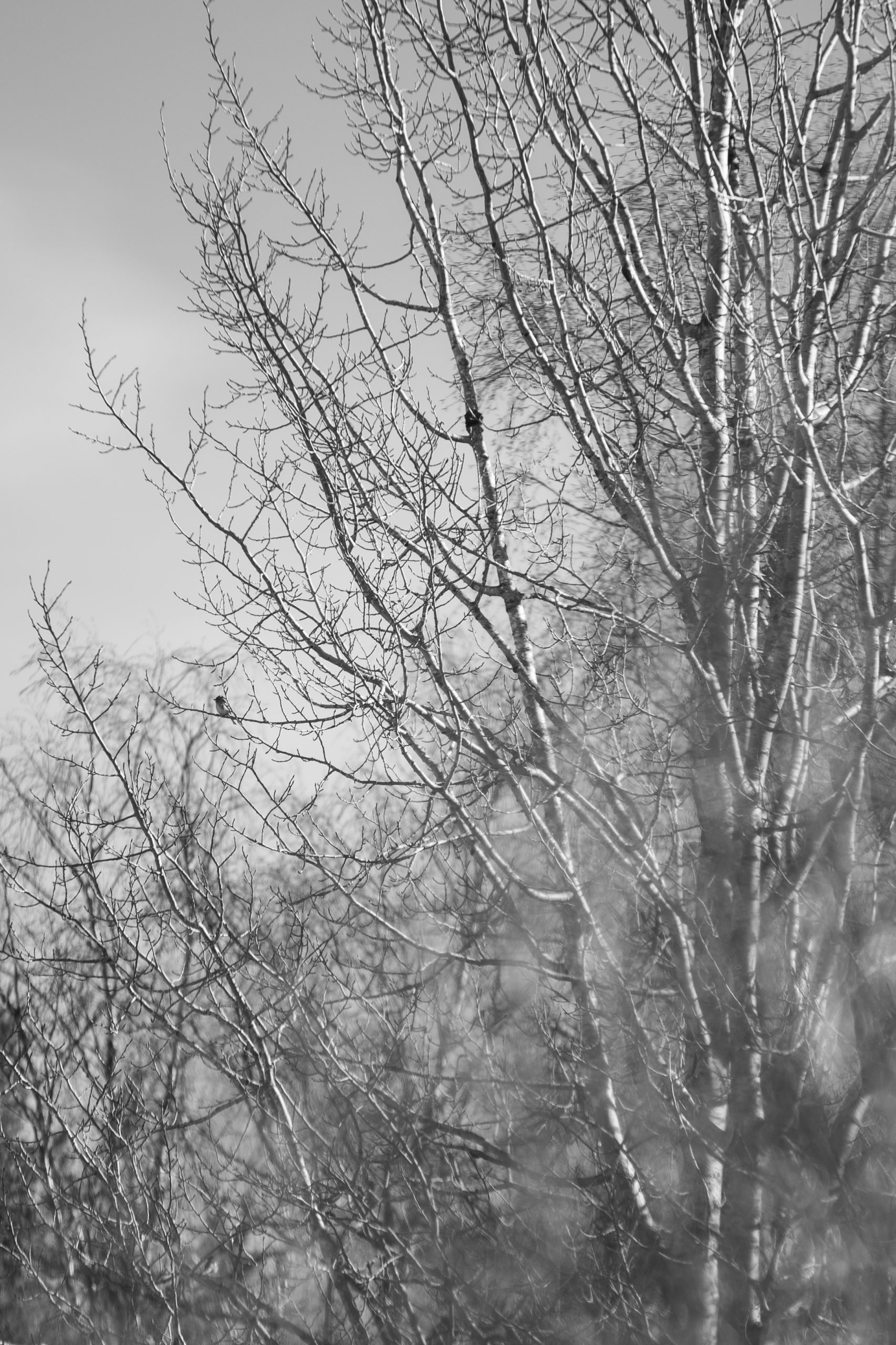 dsc 9100 scaled &ndash; Kaavin kunta