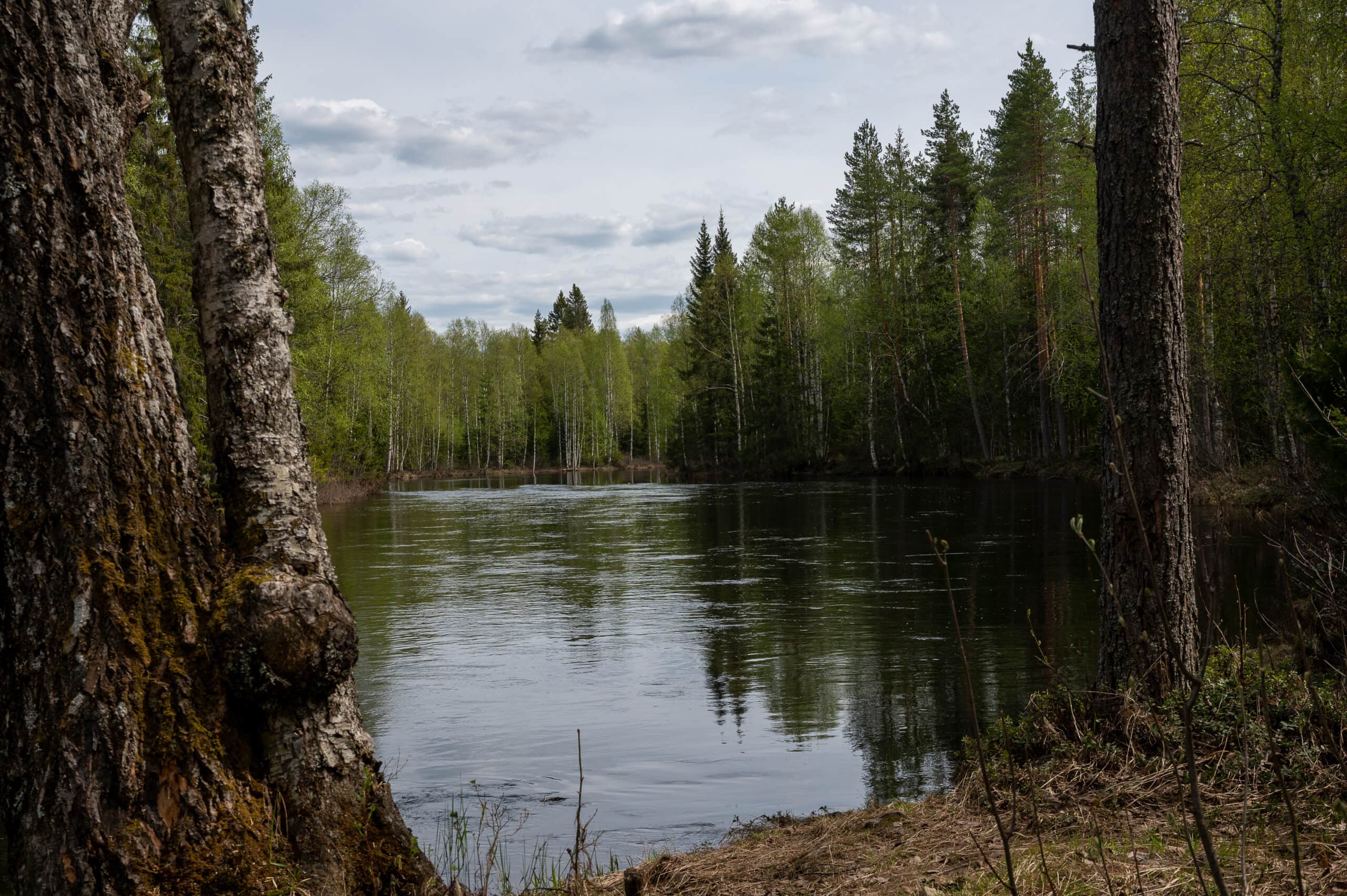 Kuvassa järvi keskellä metsää. Etualalla näkyy osittain koivun runko.